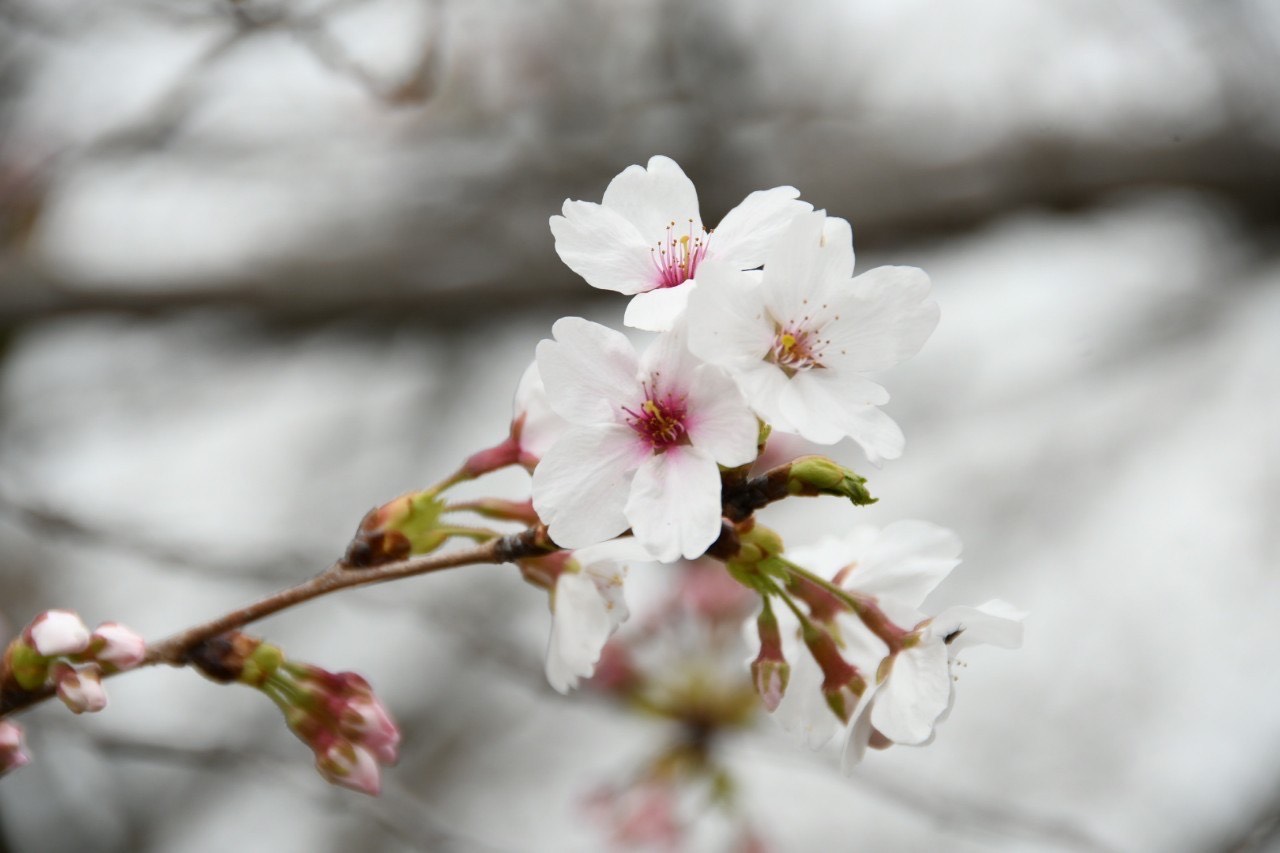 4.3桜