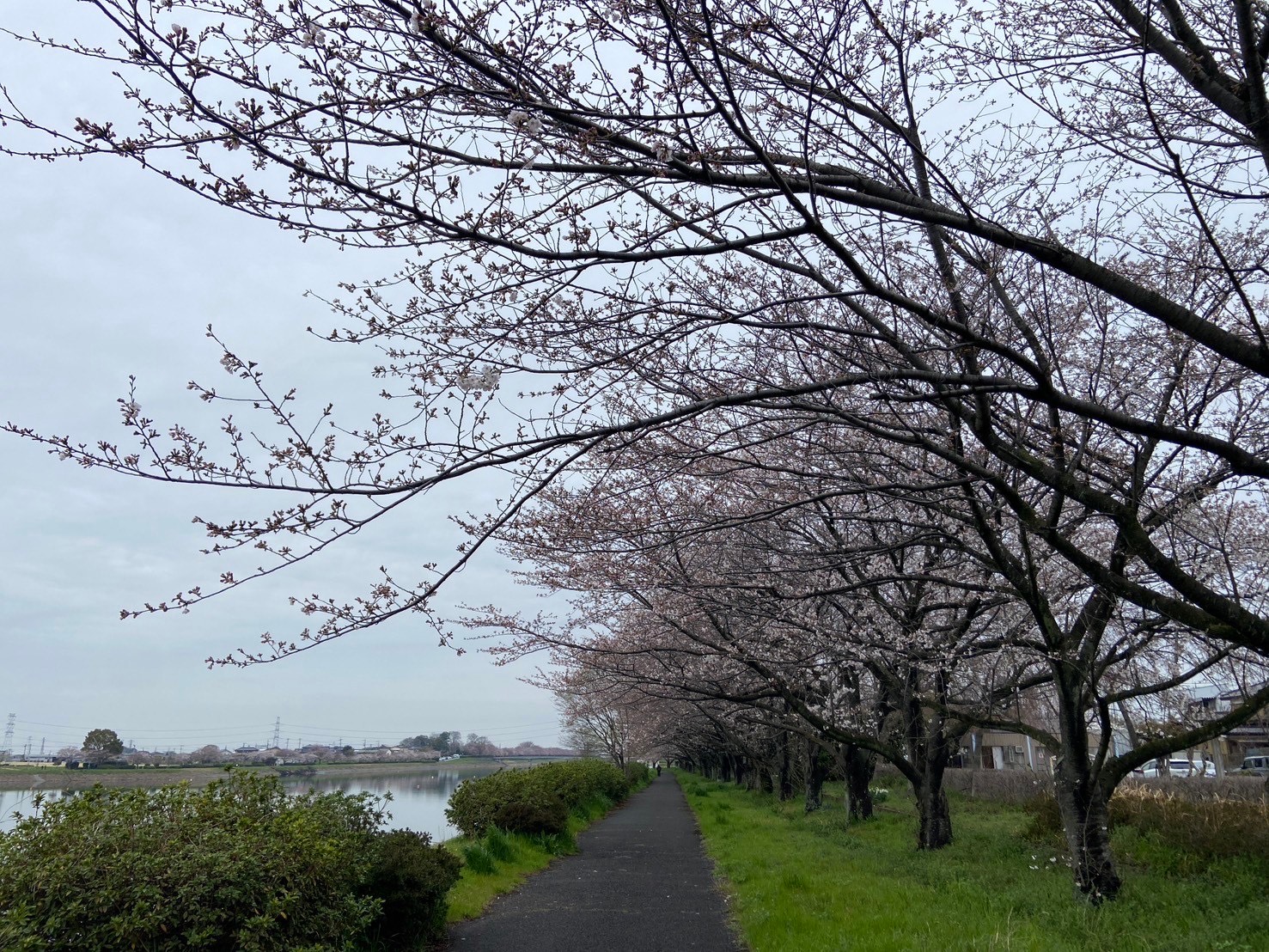 4.5桜