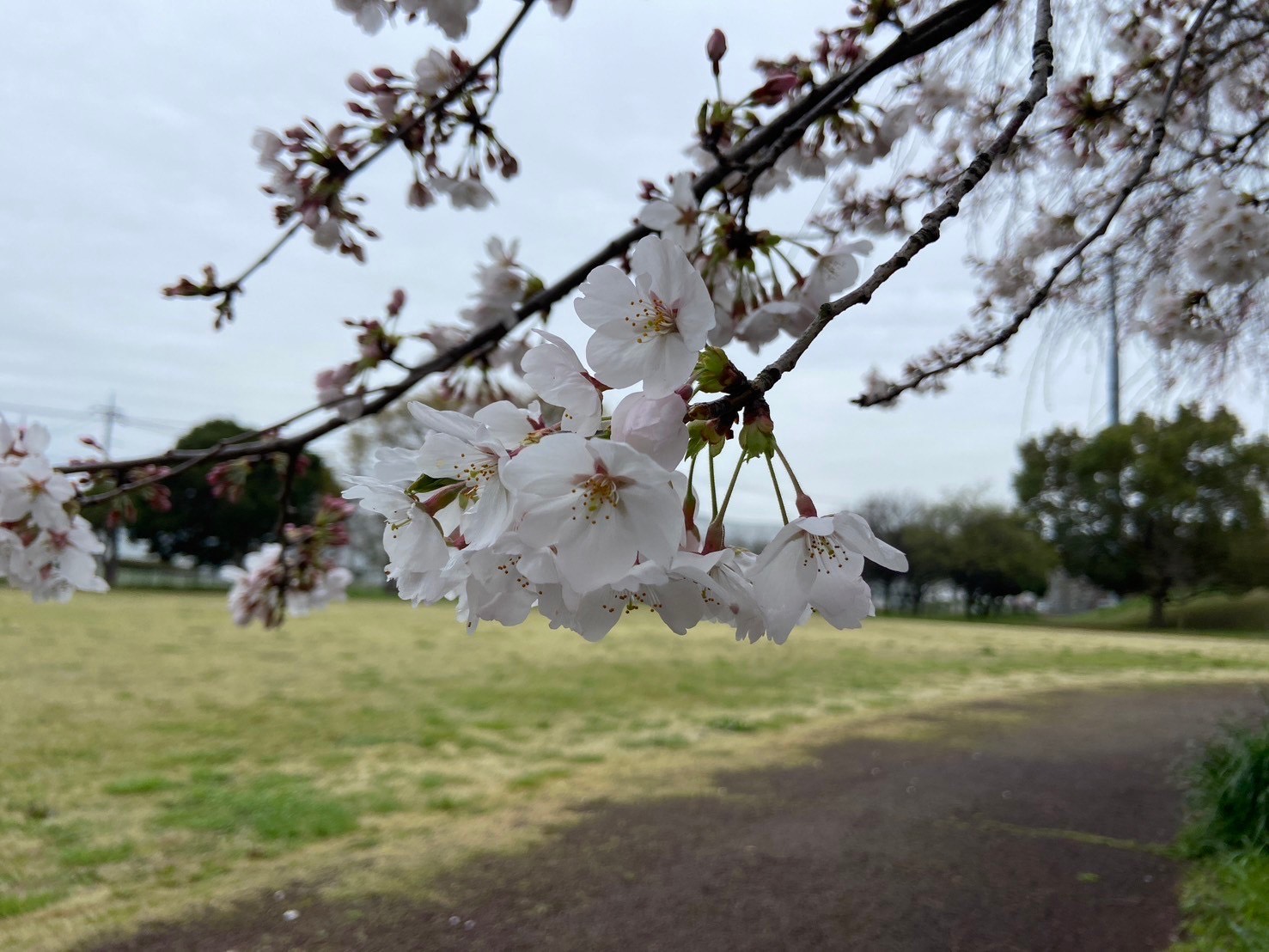 4.5桜1