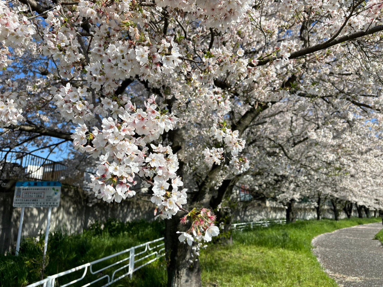 4.10桜
