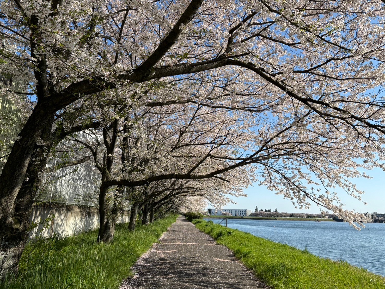 4.10桜2