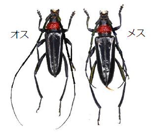 クビアカツヤカミキリムシ