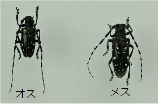 限定グッズ・クオカードがもらえる！外来カミキリムシを退治して五霞町