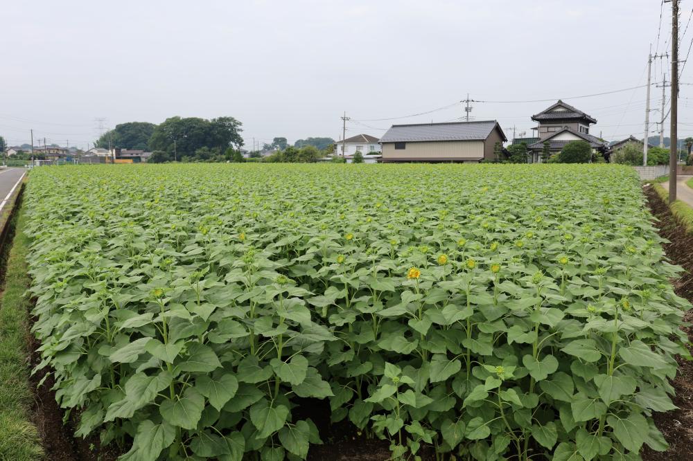ひまわり畑719全体