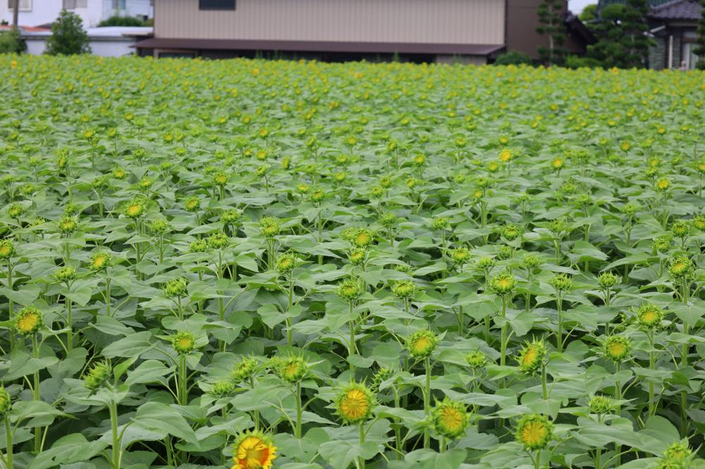 ひまわり畑719全体一部開花