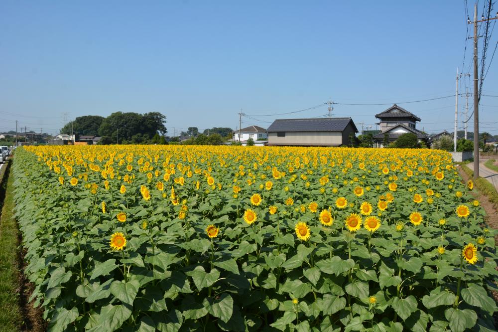 ひまわり畑全景722