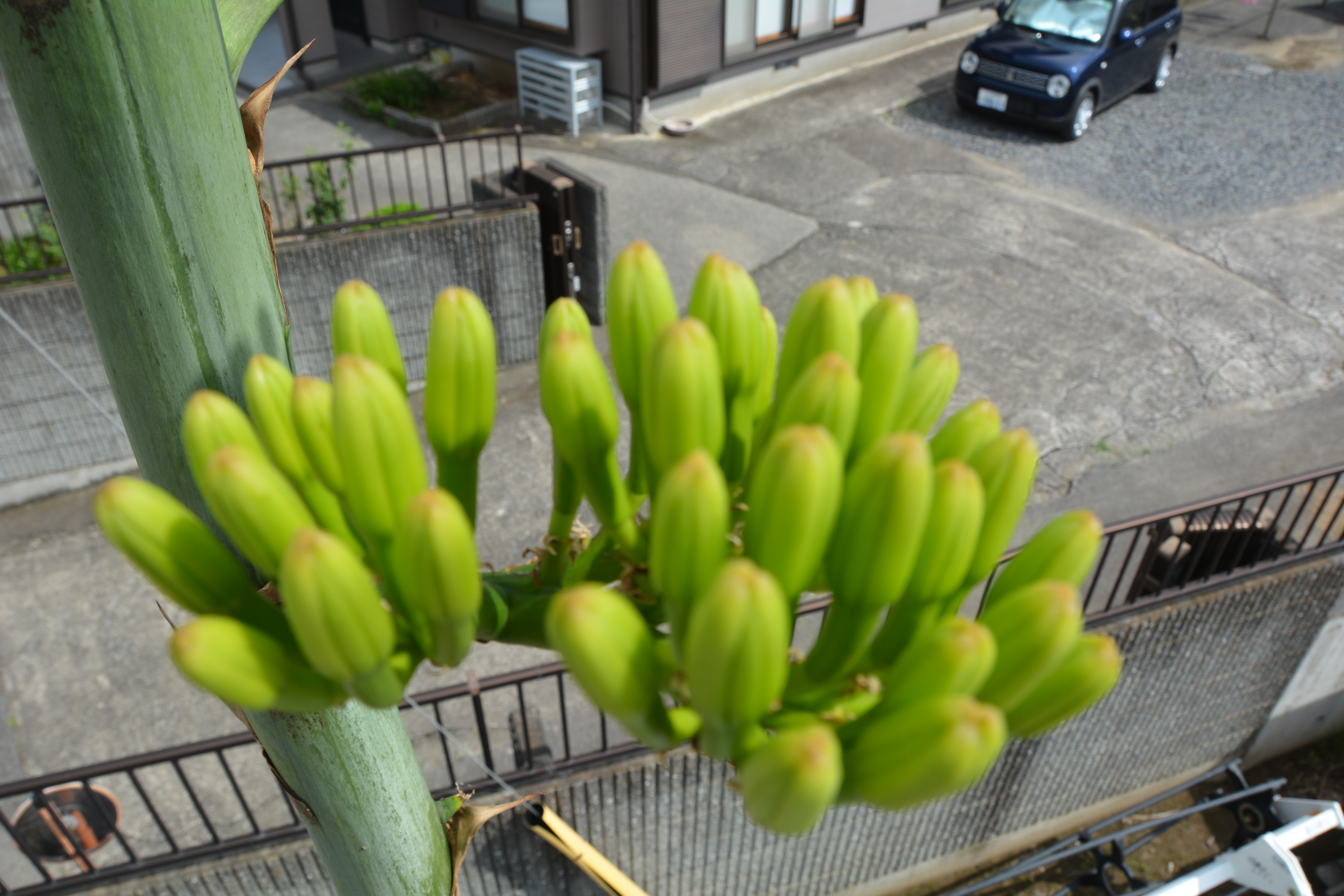 リュウゼツラン4
