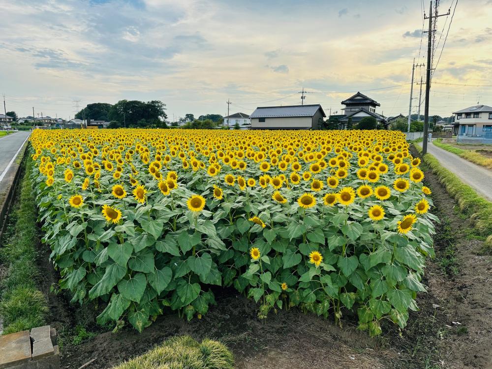 2024.7.26撮影