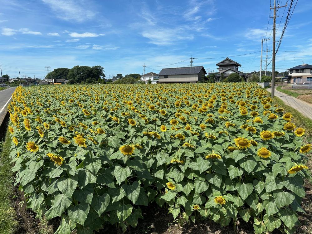 2024.7.29撮影