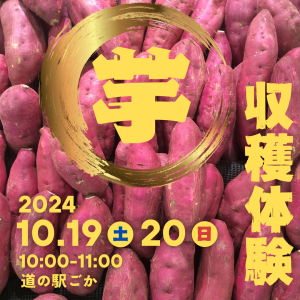 さつまいも収穫体験
