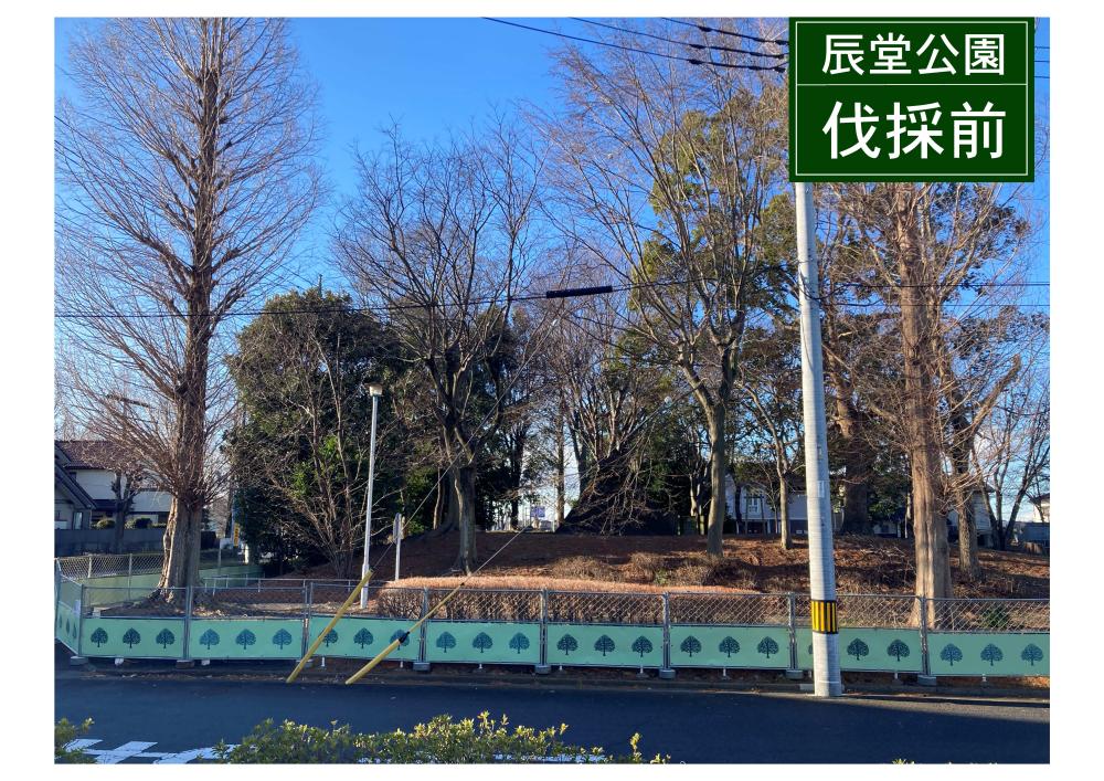 辰堂公園伐採前