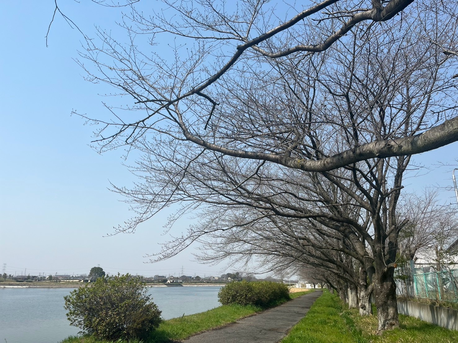R7.3.25桜並木2
