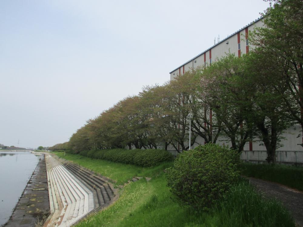 桜