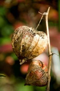 ごかりんクラブアプリ5