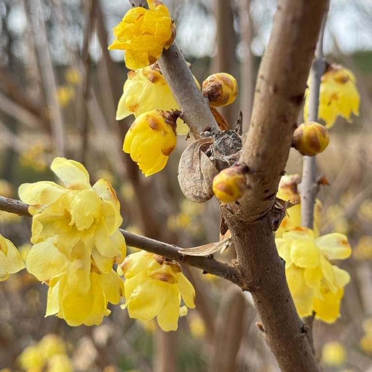 ごかりんクラブレポート
