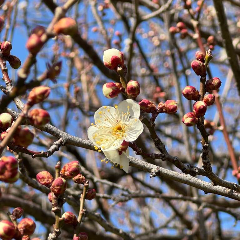 ごかりんクラブアプリ(レポート2