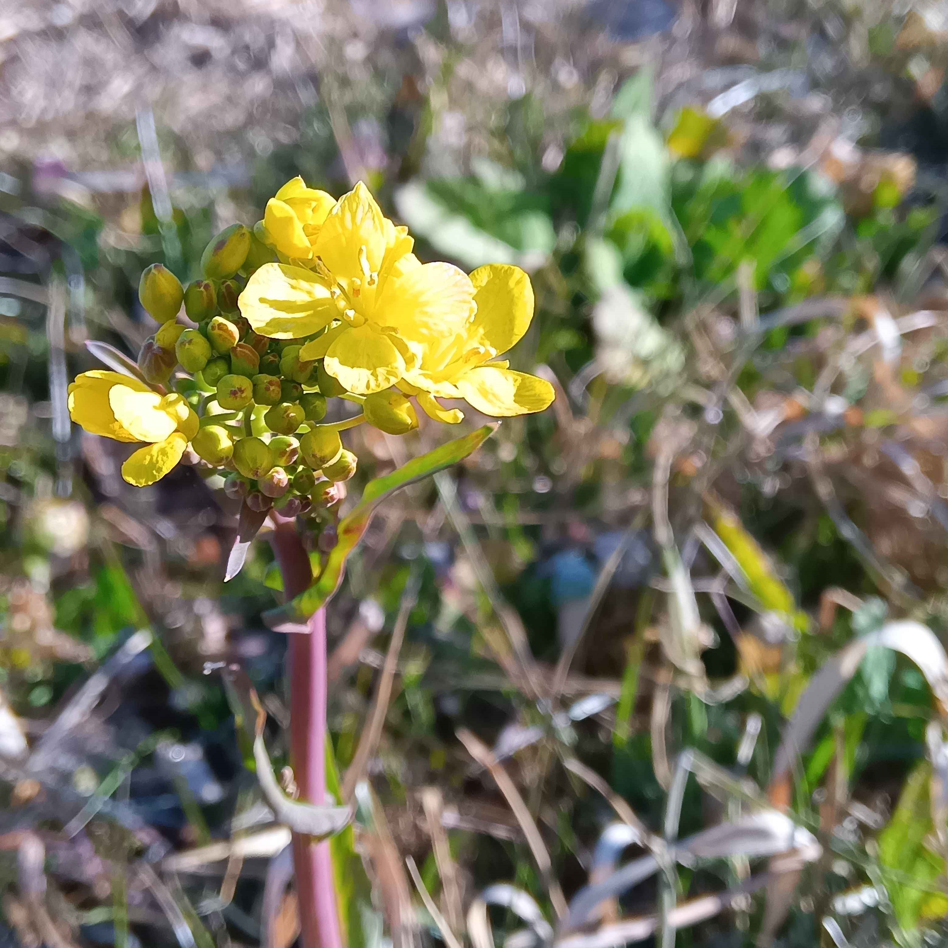 ごかりんクラブアプリレポート(3)