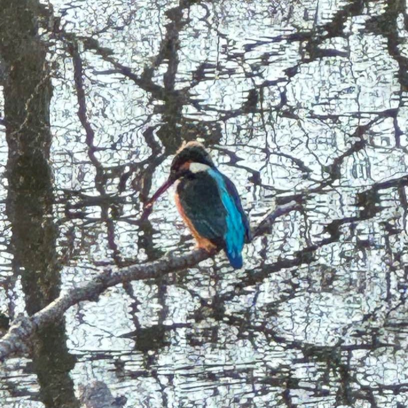 ごかりんクラブアプリ(4)