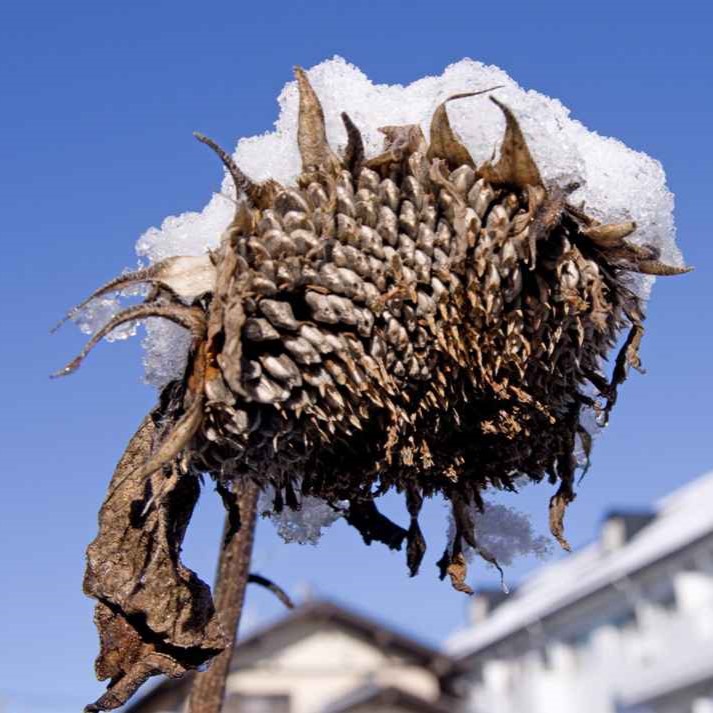 ごかりんクラブアプリ(5)