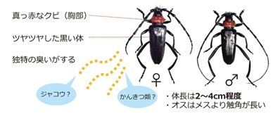 クビアカツヤカミキリ写真