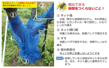 ネット巻き写真