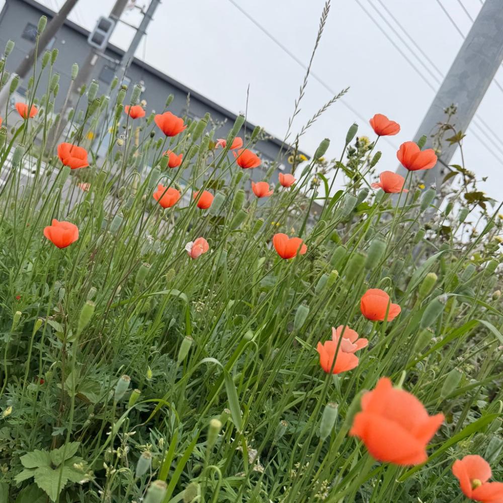 ナガミヒナゲシ