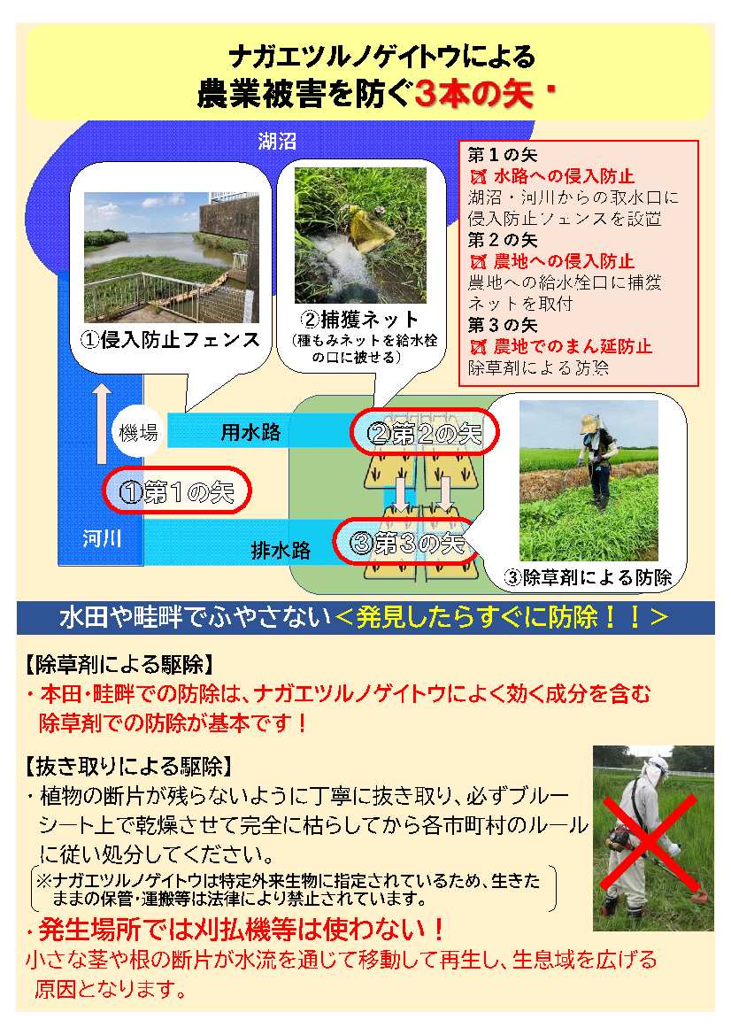 ナガノツヤノアゲイトウ1