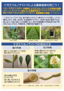 ナガノツヤノアゲイトウ4