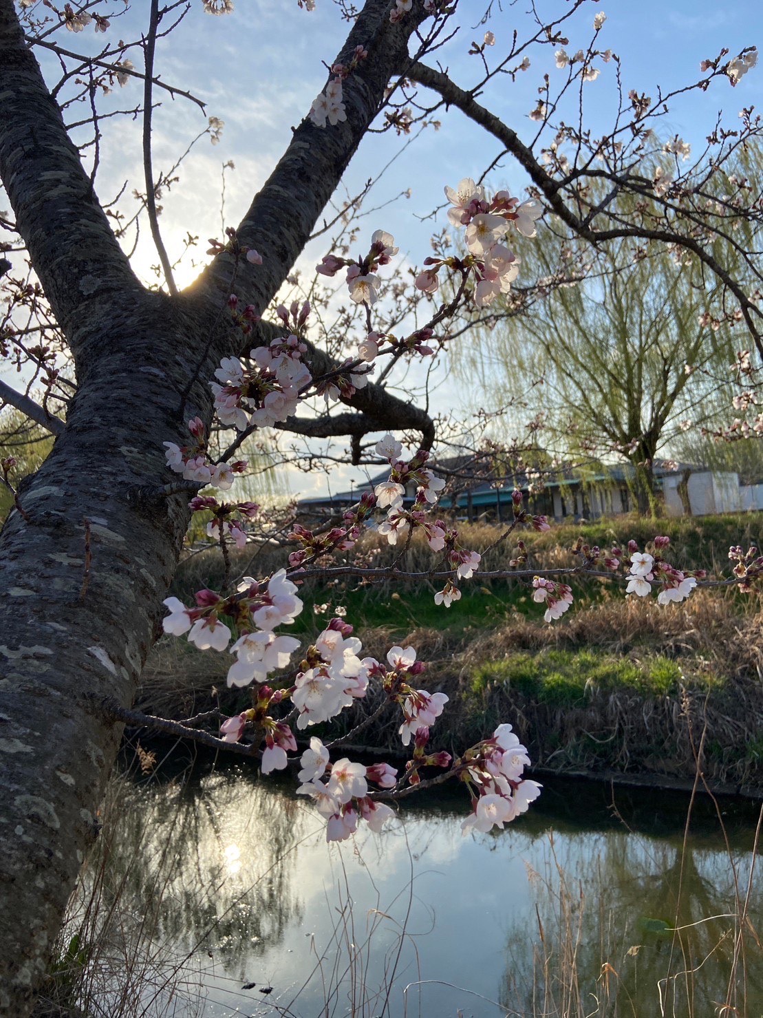桜2023