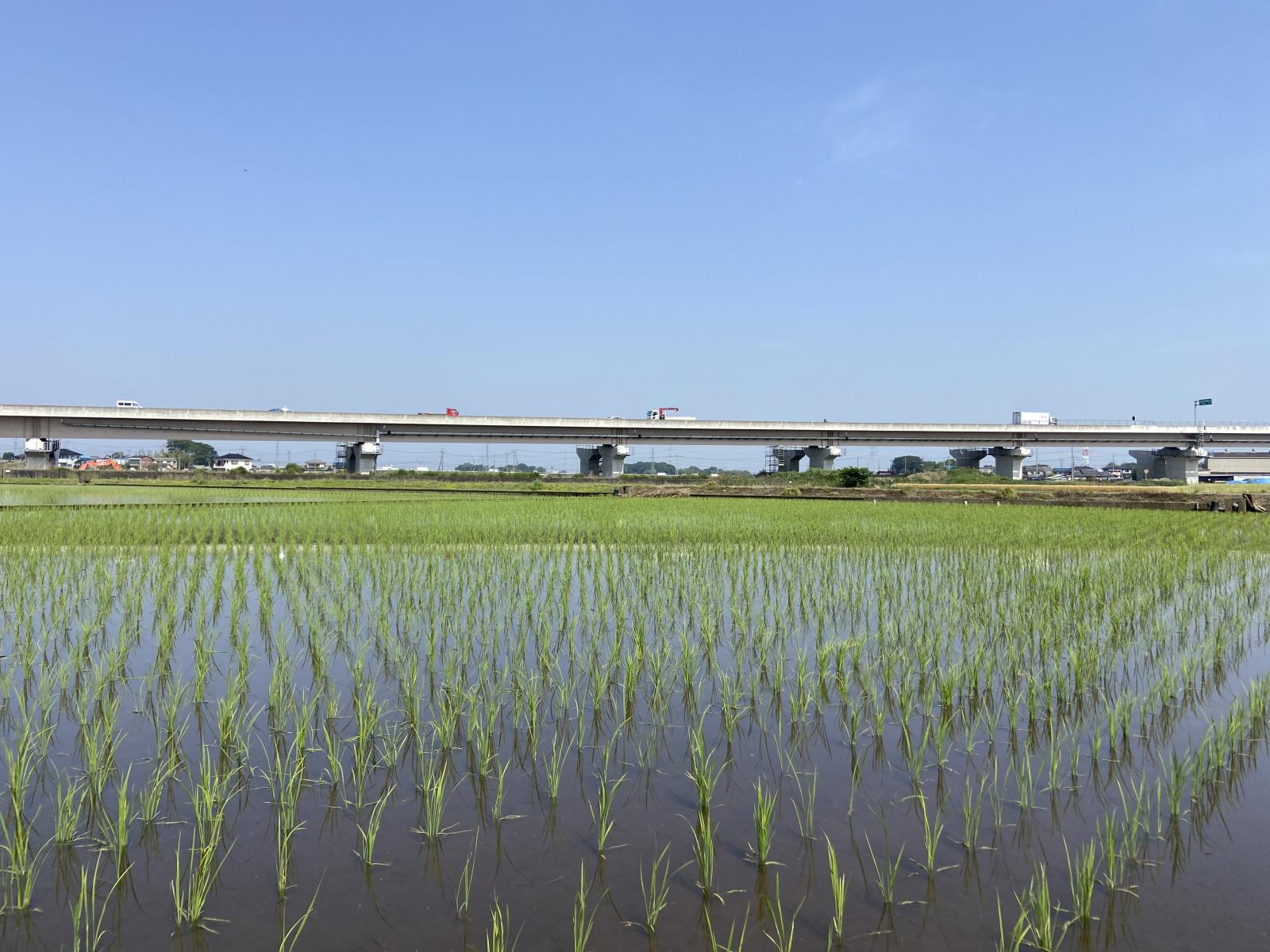 20235田んぼの風景