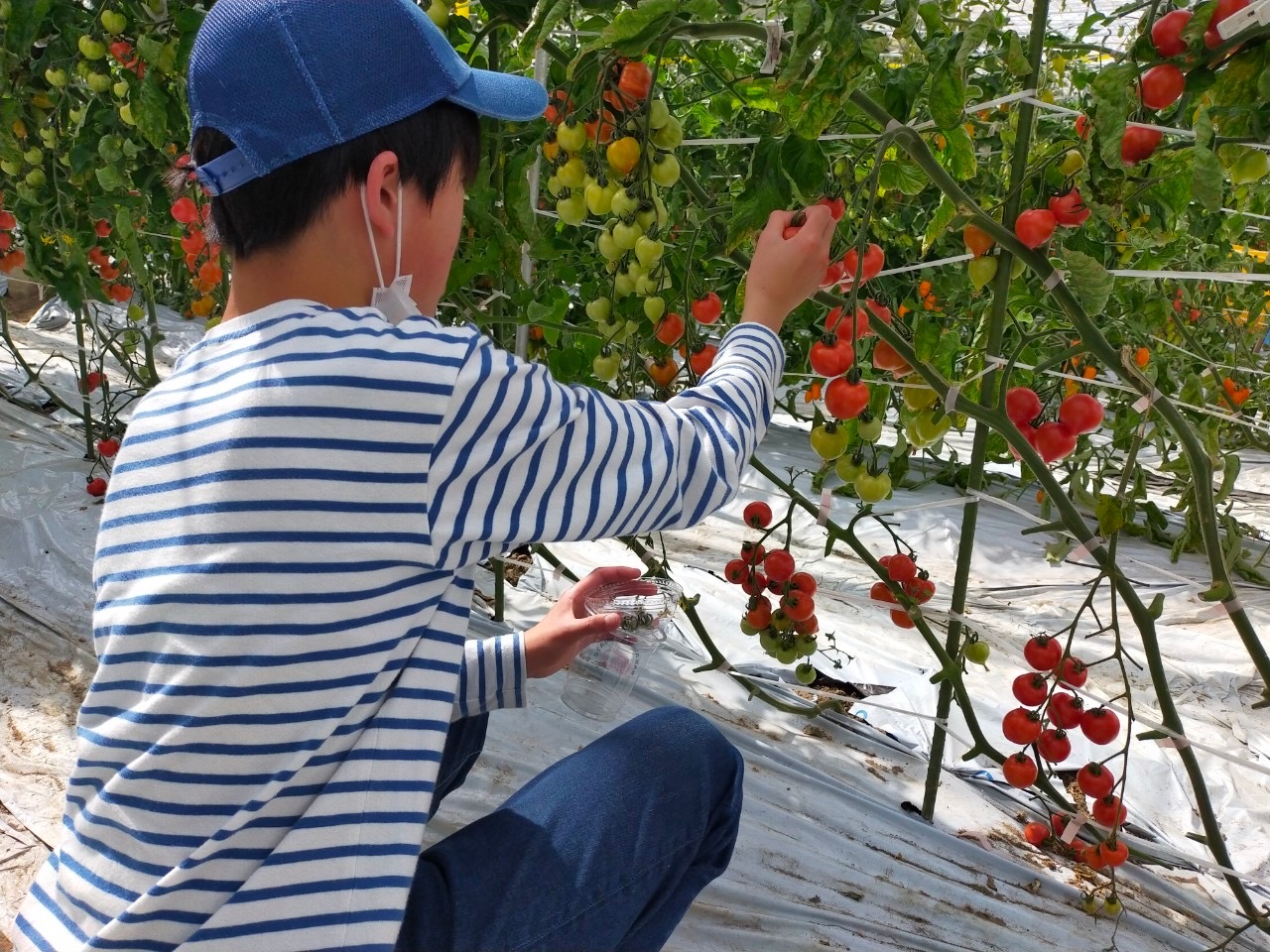 R6.3.30中村さん家のトマト収穫体験