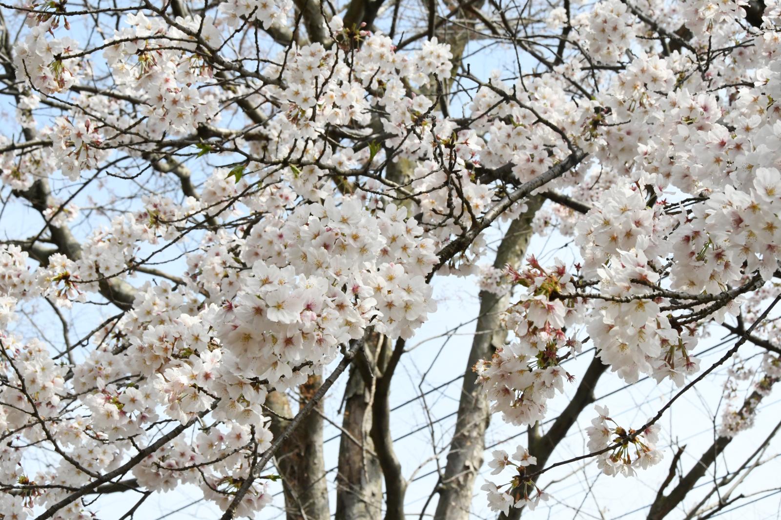 五霞町　桜